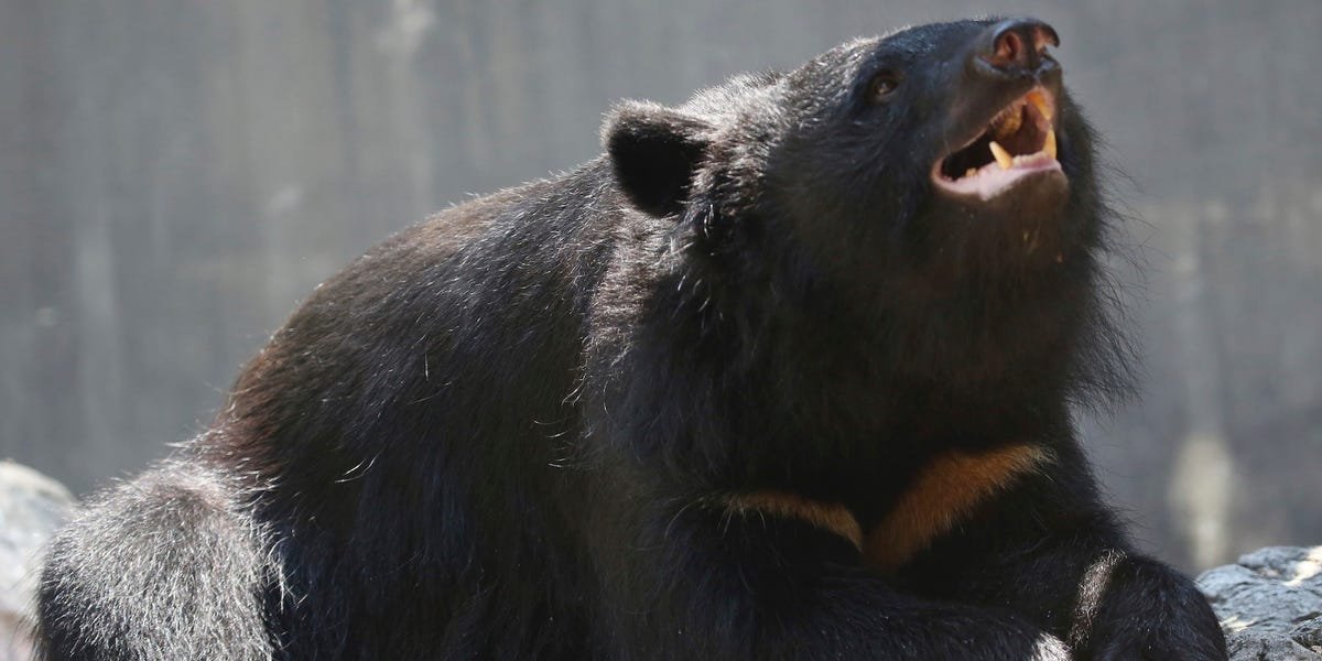A bear spotted at the Tokyo Olympic softball field is on the loose