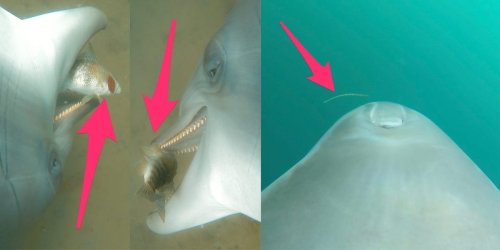 Videos from dolphins with GoPros strapped to their sides reveal they hunt venomous sea snakes and emit eerie 'victory squeals'