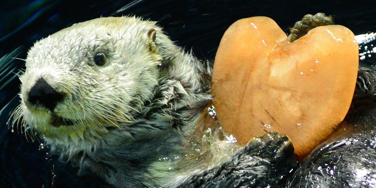 An otter has become Japan's darling after predicting its shock 2-1 World Cup win over four-time champion Germany