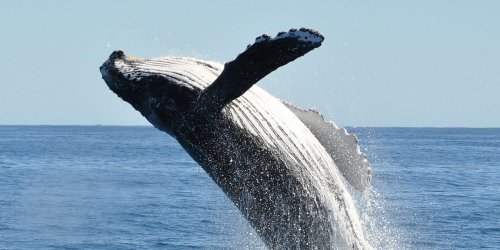 A sailor died in Australia after a whale struck and flipped his boat