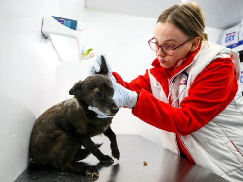 Burned-out vets say that people buying too many puppies and angry pet owners has made their job much worse during the pandemic. More and more want to cut their hours.