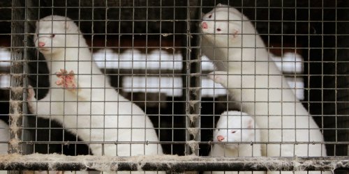 Denmark says it will cull 17 million mink after discovering a mutated strain of COVID-19 that officials fear could 'restart' the entire global pandemic
