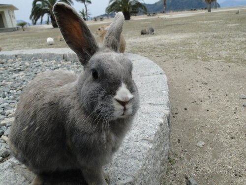Japan once tested poison gas on rabbits on this secret island — now rabbits have taken over