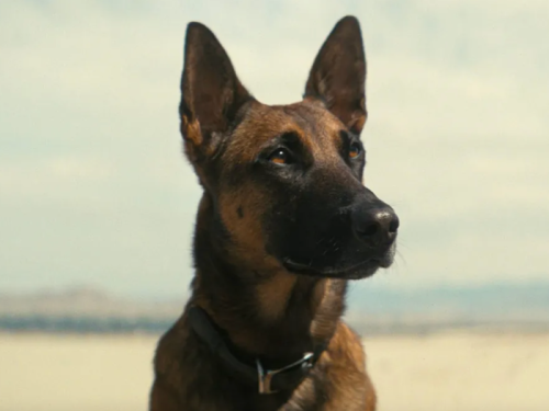 From the adorable yet vicious CX404 in 'Fallout' to Lassie: The best dogs in film and TV