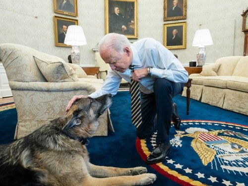 Joe Biden's Cabinet is full of dog lovers. Meet the Team Biden pups.