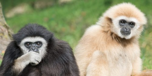 Zookeepers were stumped when a female gibbon got pregnant while alone in her cage. 2 years later they say there was a tiny hole that she and a neighboring male used to copulate through.