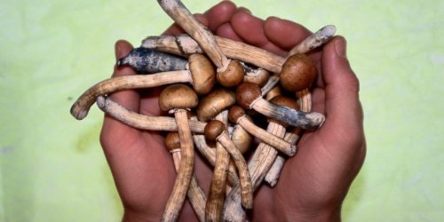 What to expect during a magic mushroom trip and how long shrooms stay in your system