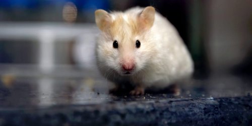 Scientists 'really surprised' after gene-editing experiment unexpectedly turn hamsters into hyper-aggressive bullies