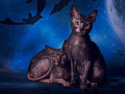 A genetic mutation makes these cats look like werewolves