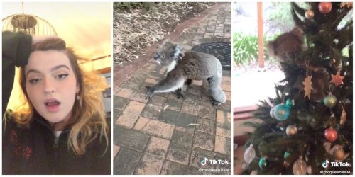 Viral TikTok video shows teen coming home to find a koala hanging out in her family's Christmas tree