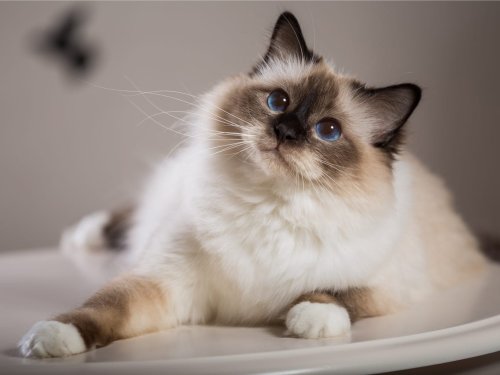 Everything You Need to Know About Siamese Cats