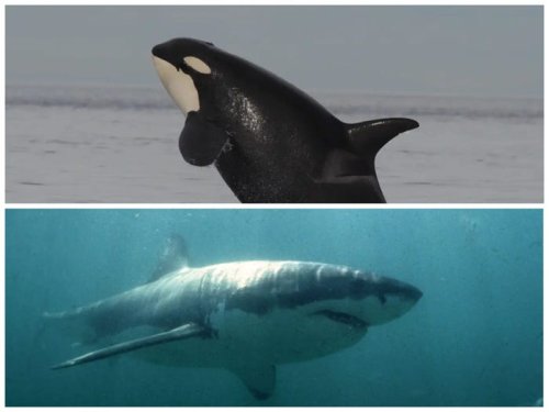 Scientists have found the great white sharks that fled for their lives from gruesome liver-eating killer whale attacks