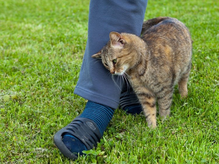What Does it Mean When a Cat Rubs Against You? Flipboard