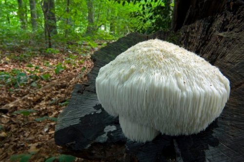 Lion's mane is all the rage for cognition and mental health. Here are the mushroom's actual benefits.