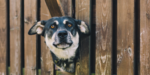 These 15 dog breeds are the most likely to run away from home