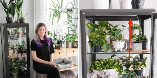 People are turning a $170 Ikea cabinet into DIY greenhouses for indoor plants — a woman with 80 houseplants showed us her genius hack