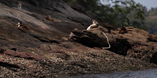 Hundreds of cats were abandoned on an island off the eastern coast of Brazil
