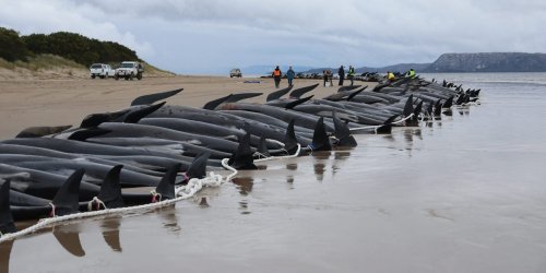 Photos show the tragic mass stranding event the killed a super pod of 200 whales in Australia