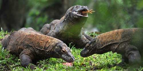 There are an estimated 3,400 Komodo dragons left in the wild, living on 5 islands dubbed Indonesia's 'Jurassic Park'