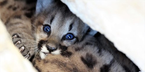 Biologists found 3 adorable female mountain lion kittens. Now the trio will have to survive the harsh urban landscape of Los Angeles.