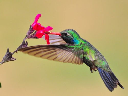 Amazing footage debunks the 200-year-old theory of how hummingbirds get their food