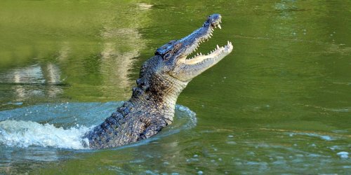 A man narrowly escaped death by prying a crocodile's jaws off his head in Australia