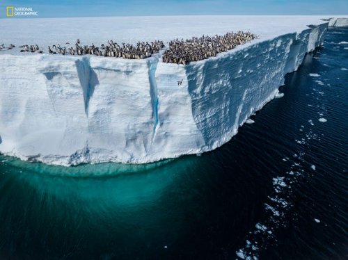 National Geographic unveiled its Pictures of the Year. Here are 7 of the most stunning wildlife photos.