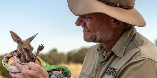 I'm the 'mother' to 60 baby kangaroos. Here's what my day is like running a kangaroo sanctuary in the Australian outback.