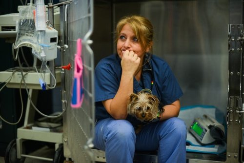 Welcome to the special hospital where pets are treated better than most human patients