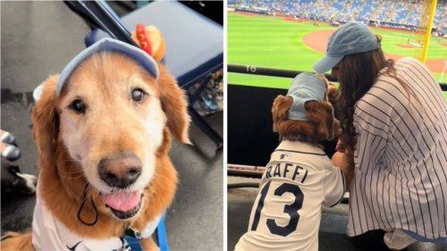 Tampa Bay Rays Surprise Senior Golden Retriever With His Very Own Jersey On Game Day