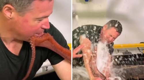 Jeff Corwin Hilariously Manhandled And Squirted By Octopus In Blooper Reel