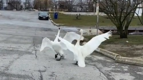 Swans Do Cutest “Happy Dance” When Reunited After An Injury Separated Them