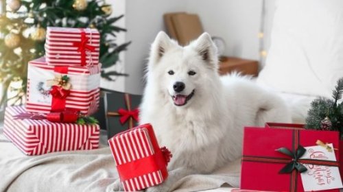 The 5 Best Doggie Christmas Gifts To Consider