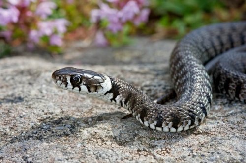 4 Reasons Why Snakes on Your Homestead Aren’t a Bad Thing