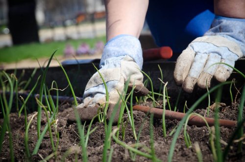 How To Mulch For A Beautiful, Weed-Free Garden