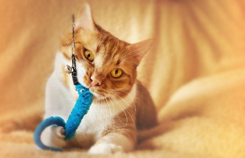 15 DIY Cat Toys