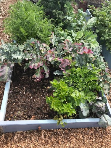 What Size Is Best For A Vegetable Garden?