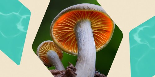 Believe it or not mushrooms could be what your dry skin is yearning for flipboard