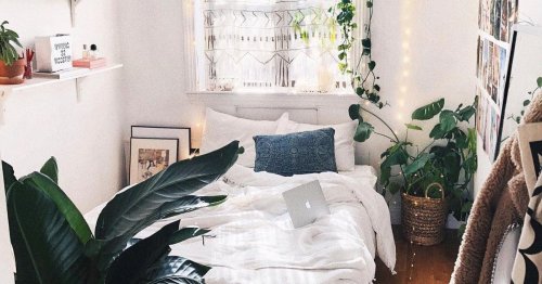 Besser schlafen: Diese 5 Zimmerpflanzen helfen