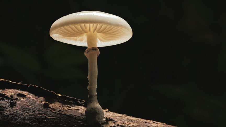 Could Plastic-Eating Mushrooms Solve Humanity's Plastic Problem?