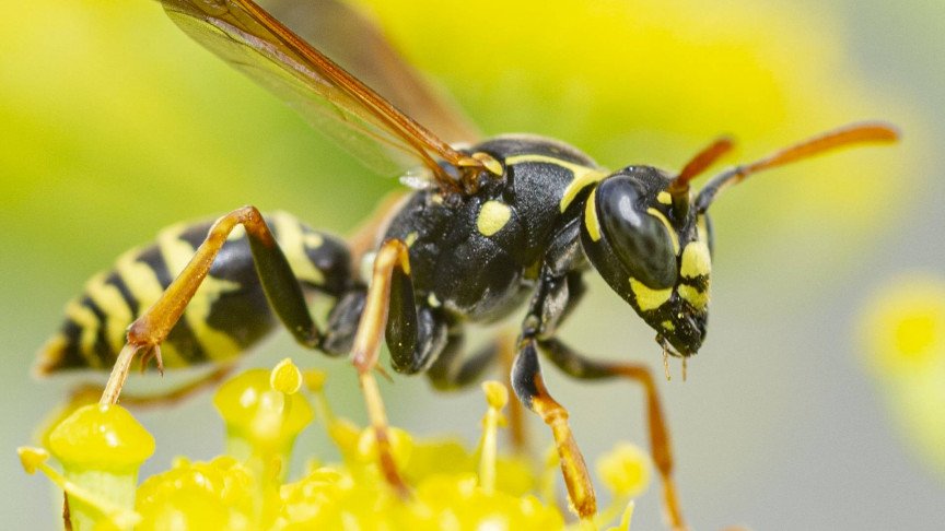 Much-Hated Wasps Are Actually Quite Useful for Humanity After All