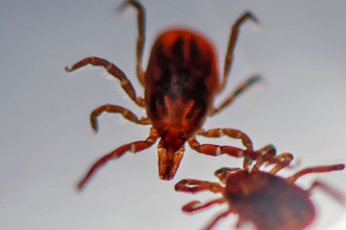 Blocking a protein could stop a dangerous tick-borne disease