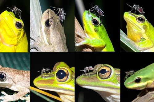 New evidence reveals why Australian mosquitoes love frogs' noses