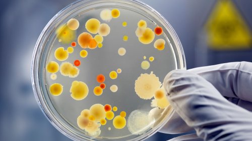 Microbes that capture CO2 quickly could offer promising solution to climate change