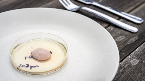 Scientists hack the genome of fungi to create meat - Interesting Engineering