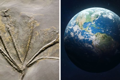 A New Study Shows Earth's First Known Mass Extinction Occurred 550 ...