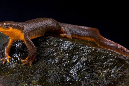 Female newts are more toxic — deadlier than males, scientists discover