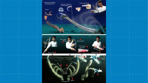 Research devised a new soft robotic arm mimicking Octopus tentacles