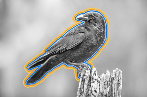 8 Captivating Facts About Crows