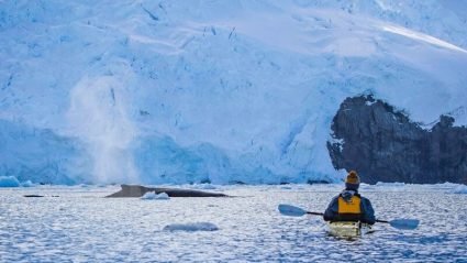 Travel to Antarctica alongside whale experts from WWF-Australia